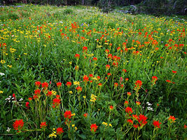 Jefferson Park Wildflower Meadow